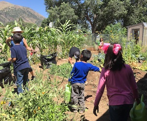 Students with watering cans and a parent pulling weeds in the garden along with our garden volunteer Ms. Roth